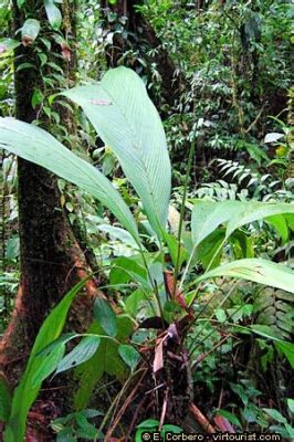  Corcovado: Un vals tropical que te invita a soñar despierto